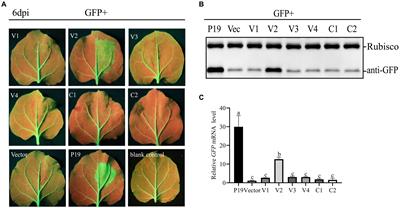 Identification of RNA silencing suppressor encoded by citrus chlorotic dwarf-associated virus